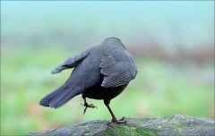 Amsel im Januar Amsel im Januar
