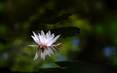Seerose im Waldteich Seerose im Waldteich