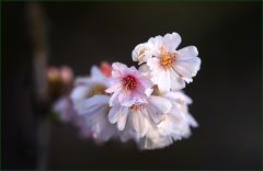 Blüten am Baum der "Schneekirsche" Blüten am Baum der "Schneekirsche"