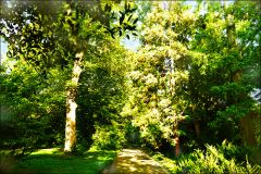 Waldweg im September