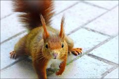Eichhörnchen