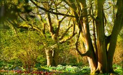 Alte Bäume im März