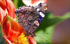 Distelfalter Distelfalter