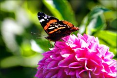 Admiralfalter auf einer Dahlie