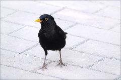 Amsel Amsel