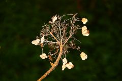 Verwelkte Hortensieblüten Verwelkte Hortensieblüten