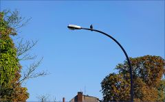 Taube auf der Strassenlampe Taube auf der Strassenlampe