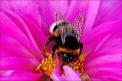 Hummel in einer Dahlie