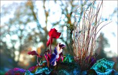 Alpenveilchen Alpenveilchen