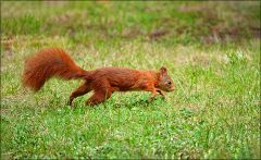 Eichhörnchen Eichhörnchen