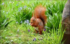 Eichhörnchen Eichhörnchen