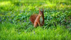 Eichhörnchen