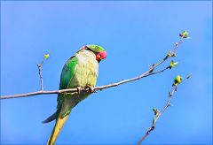 Halsbandsittich im Februar Halsbandsittich im Februar