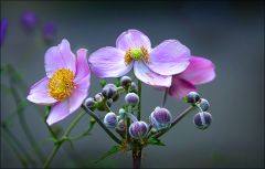 Herbstanemonen Herbstanemonen