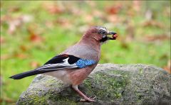 Eichelhäher Eichelhäher