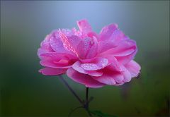 Rose miz Morgentau Rose miz Morgentau