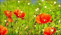 Mohn