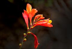 Montbretie Montbretie