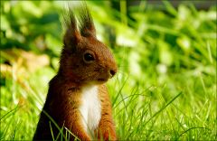 Eichhörnchen Eichhörnchen