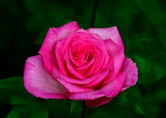 Rose im Juni