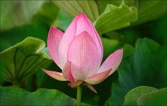 Lotosblume kurz vor der Öffnung Lotosblume kurz vor der Öffnung