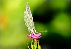 Schmetterling