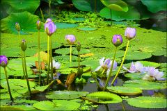Blaue Lotosblumen im Teich Blaue Lotosblumen im Teich
