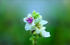 Blüten einer Königskerze Blüten einer Königskerze