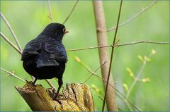 Amsel Amsel