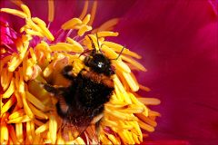 Hummel in einer Pfingstrose Hummel in einer Pfingstrose