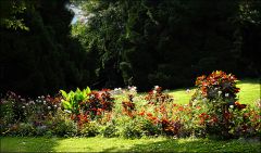 Sommerblumen Sommerblumen