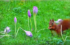 Eichhörnchen bei Herbstzeitlosen