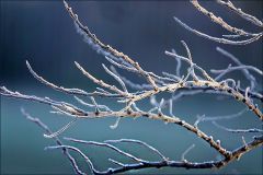 Baumzweige mit Raureif