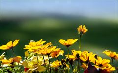 Blumen im Juni Blumen im Juni