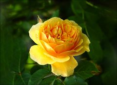 Rose Rose