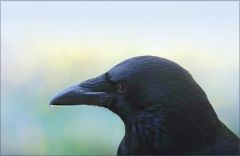Rabe im Morgennebel