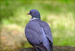 Ringeltaube Ringeltaube