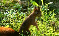 Eichhörnchen Eichhörnchen