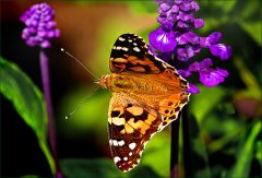 Distelfalter Distelfalter