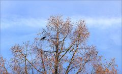 Rabe und Taube in einem Baum Rabe und Taube in einem Baum
