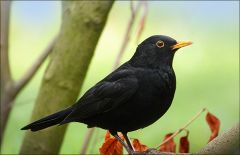 Amsel Amsel