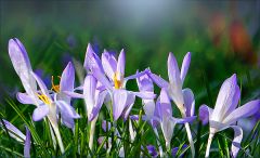 Krokusse Krokusse