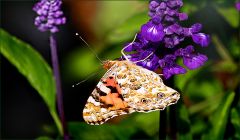 Distelfalter Distelfalter