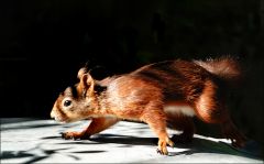 Eichhörnchen Eichhörnchen