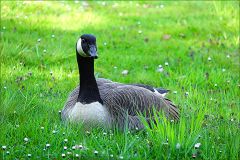 Kanadagans Kanadagans