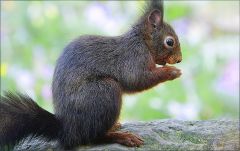 Eichhörnchen Eichhörnchen