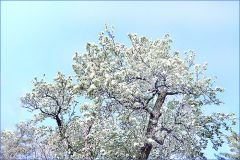 Blühender Baum im April