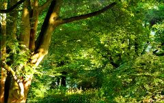 Noch sind die meisten Blätter grün