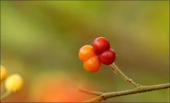 Beeren im November Beeren im November