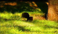 Eichhörnchen Eichhörnchen